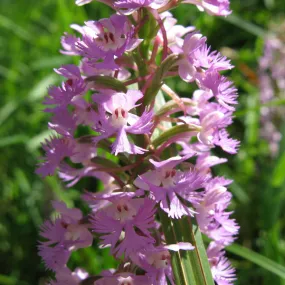 Fringed Orchid - Lesser Purple