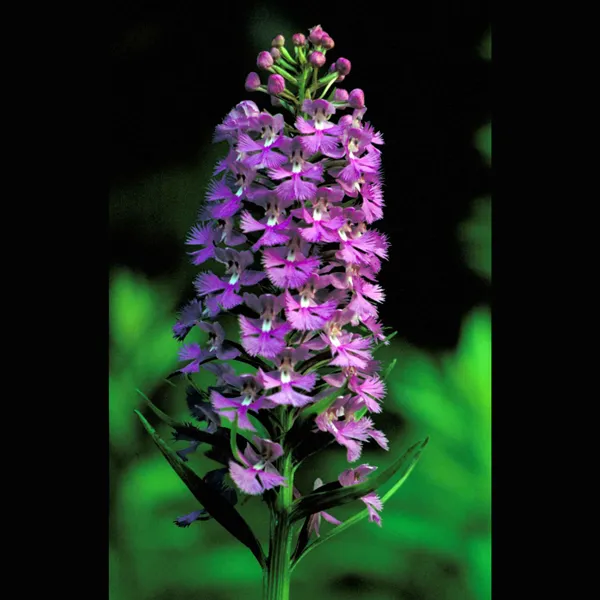 Fringed Orchid - Lesser Purple